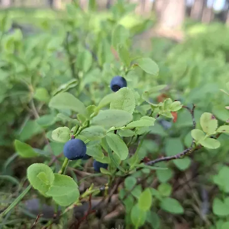 Apartment Z Ogrodem W Sercu Puszczy Noteckiej - Kraina 100 Jezior!!! *