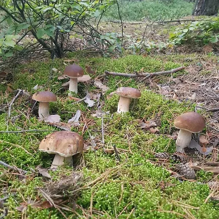 Z Ogrodem W Sercu Puszczy Noteckiej - Kraina 100 Jezior!!! * Drzewce (Miedzychod)