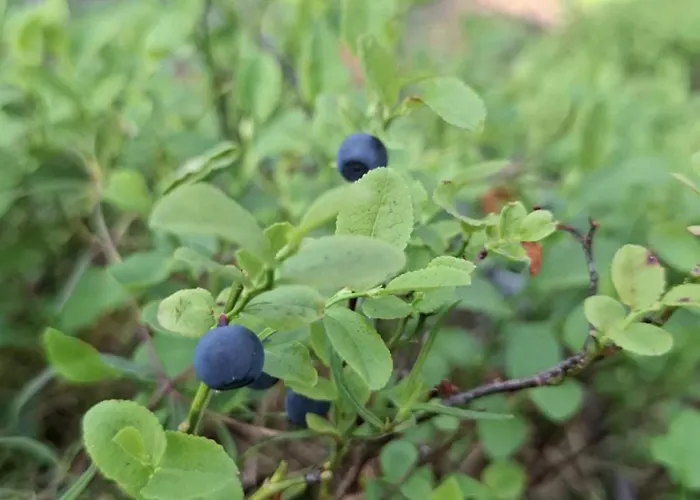Apartamento Z Ogrodem W Sercu Puszczy Noteckiej - Kraina 100 Jezior!!! *
