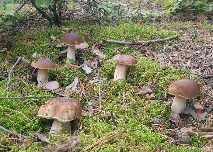 Z Ogrodem W Sercu Puszczy Noteckiej - Kraina 100 Jezior!!! * Drzewce (Miedzychod)